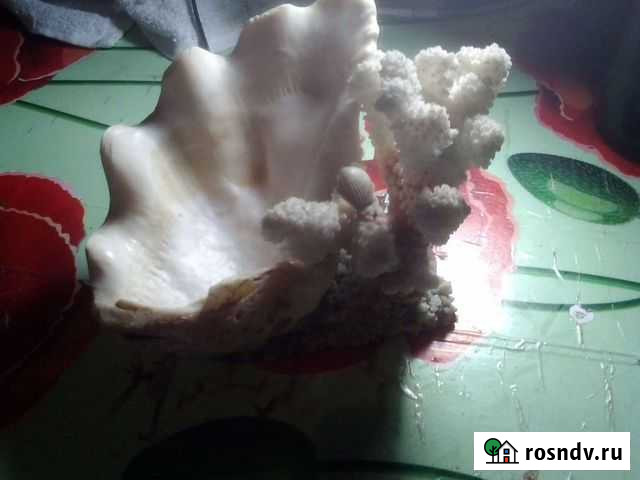 Коралл Красногорск - изображение 1