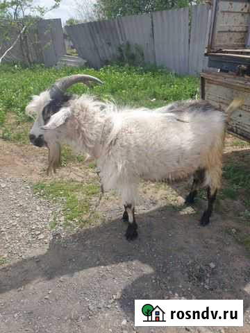 Козёл пародитый Шахты - изображение 1