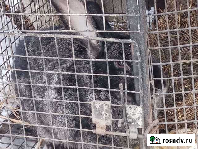 Кролик Горно-Алтайск - изображение 1