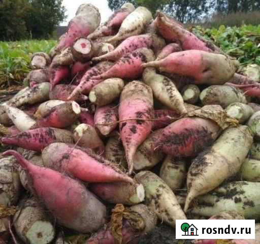 Свекла кормовая Девица - изображение 1