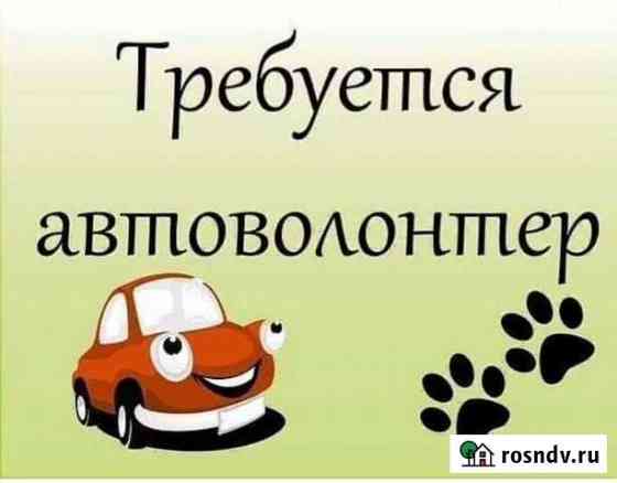 Перевозка кошки Белгород