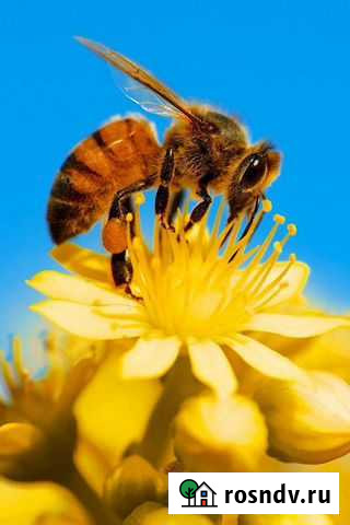 Улей для пчел Ижевск - изображение 1