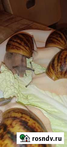 Архахатина Маргината Овум Санкт-Петербург - изображение 1