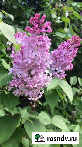 Участок ИЖС 10 сот. на продажу в Анапской Анапская - изображение 1