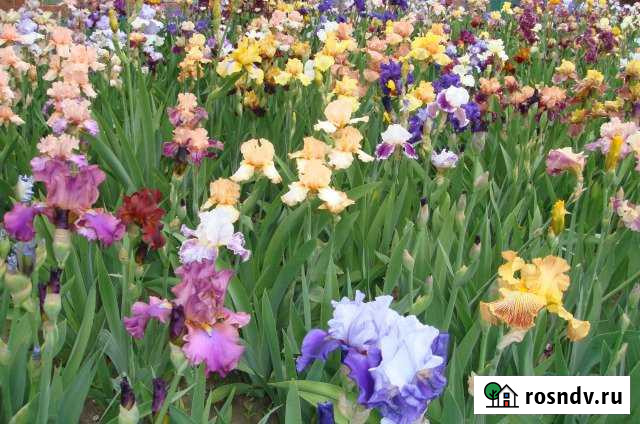 Участок ИЖС 10 сот. на продажу в Родионово-Несветайской Родионово-Несветайская - изображение 1