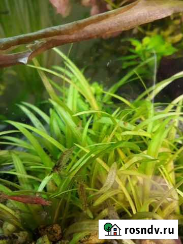 Моллинезии, креветки Калуга - изображение 1