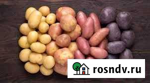 Картофель Белокуриха - изображение 1