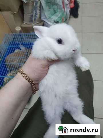 Декоративные карликовые кролики Ачинск - изображение 1