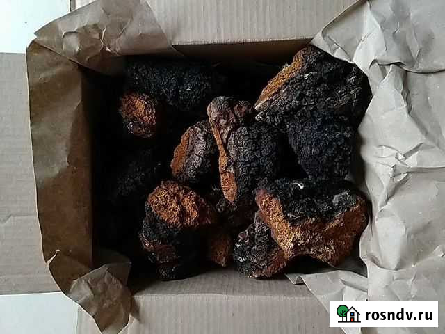 Чага берёзовая Каменск-Уральский - изображение 1