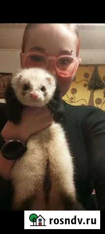 Хорек Москва - изображение 1