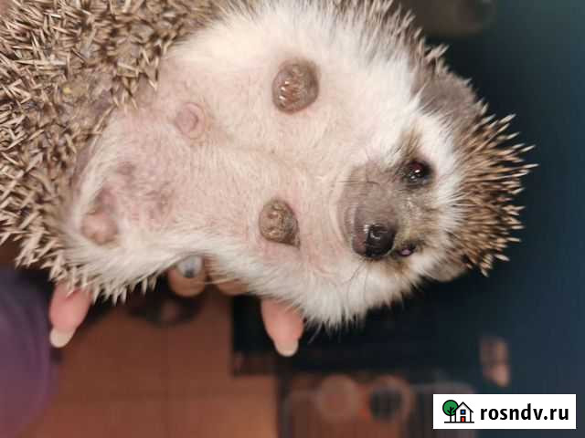 Африканский карликовый ежик мальчик +клетка+миски+ Санкт-Петербург - изображение 1