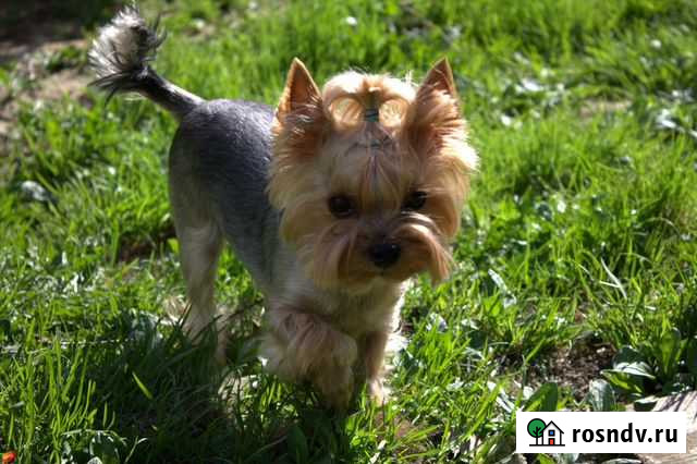 Вызов ветеринарного врача на дом Нижний Новгород - изображение 1