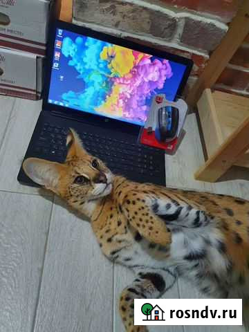 Игровой ноутбук с Гарантией, ssd Ярославль - изображение 1