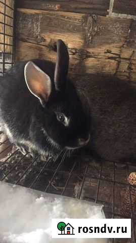 Кролик Искитим - изображение 1