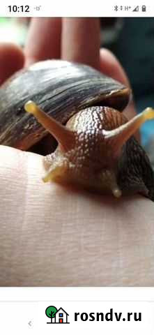 Улитка Иркутск - изображение 1