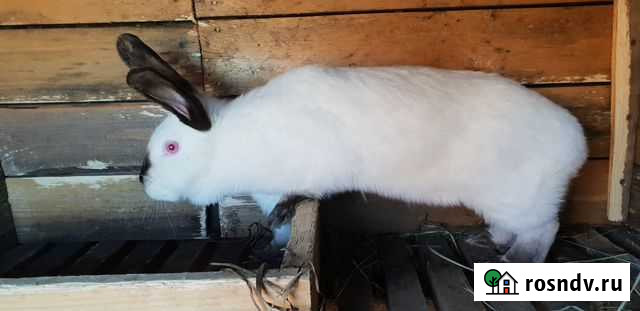 Кролики калифорния Венев - изображение 1