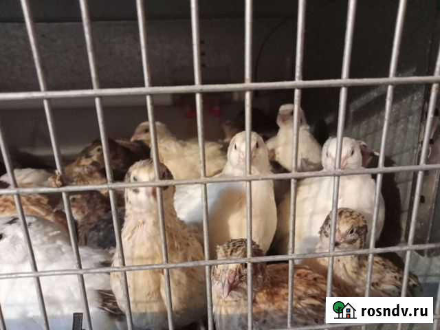 Перепелята Белоозёрский - изображение 1