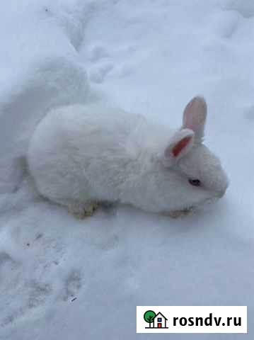 Кролики новозеландские Комсомольский - изображение 1