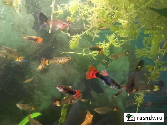 Гуппи Великий Новгород - изображение 1