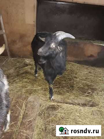 Козлики нубийская Волжский - изображение 1