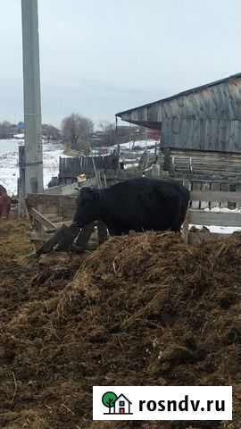 Быки, нетели Усть-Ишим - изображение 1