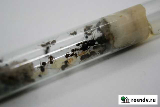 Messor structor Москва - изображение 1