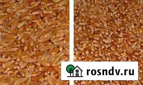 Зерно пшеница Октябрьское - изображение 1