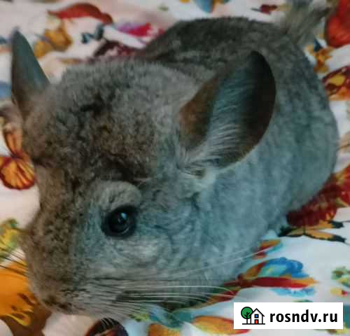 Шиншилла Луга - изображение 1