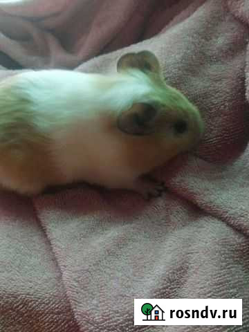 Морская свинка Правдинский - изображение 1