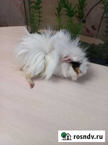 Морская свинка мальчик 4 месяца Абакан - изображение 1