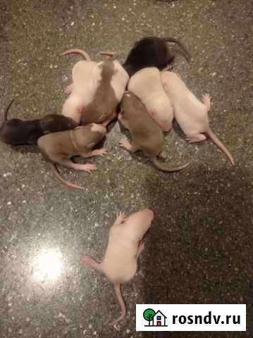 Крыса Железногорск - изображение 1