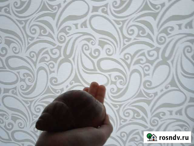 Продажа архахатин и ахатин Чебоксары - изображение 1