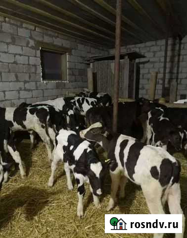 В продаже бычки Приморск - изображение 1