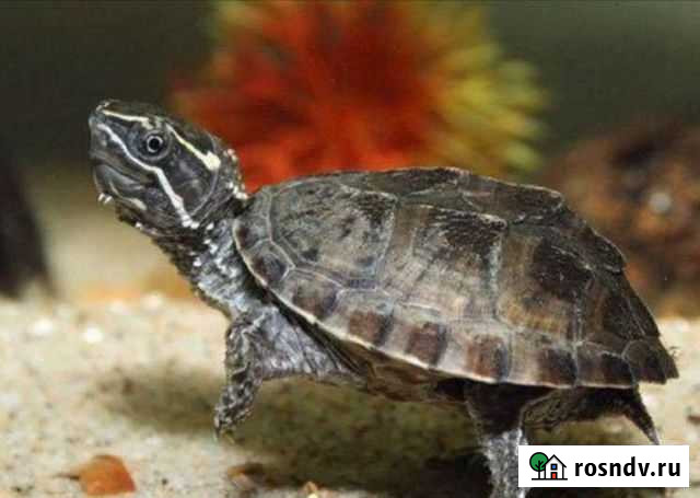 Черепаха Липецк - изображение 1