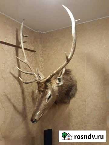 Чучело Ангарск - изображение 1