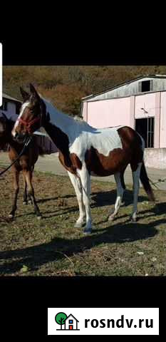 Лошади Сочи - изображение 1