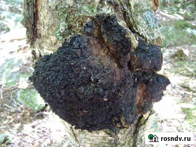 Березовая Чага Гурьевск - изображение 1