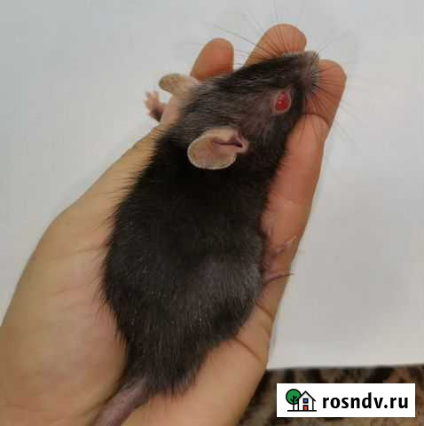 Крыса Санкт-Петербург - изображение 1