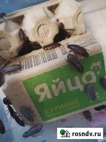 Мраморные тараканы бесплатно Смоленск - изображение 1