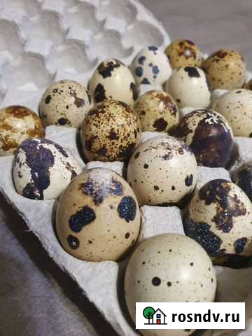 Яйца перепелиные домашние,инкубационные Нижневартовск - изображение 1
