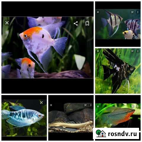 Аквариумная рыба-поступление Новосибирск - изображение 1