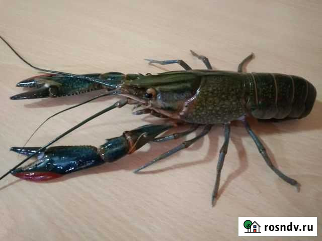 Австралийские раки Ростов-на-Дону - изображение 1