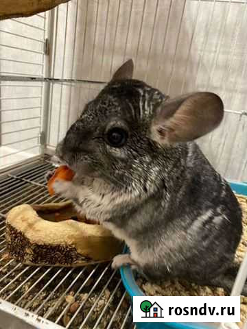 Шиншилла Дмитров - изображение 1