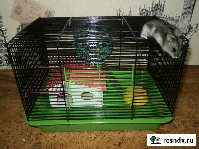 Джунгарский хомяк с новой клеткой Санкт-Петербург - изображение 1