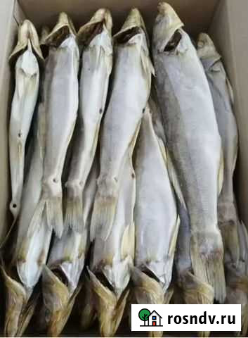 Судак вяленый Краснодар - изображение 1