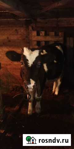 Корова телка Комсомольск-на-Амуре - изображение 1