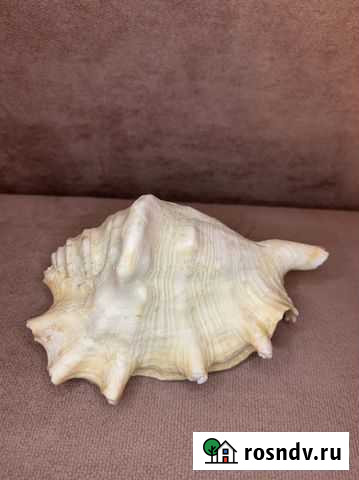 Ракушка Красноярск - изображение 1