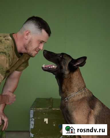 Воспитание собак Тюмень - изображение 1