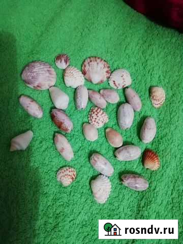 Морские ракушки Новосибирск - изображение 1