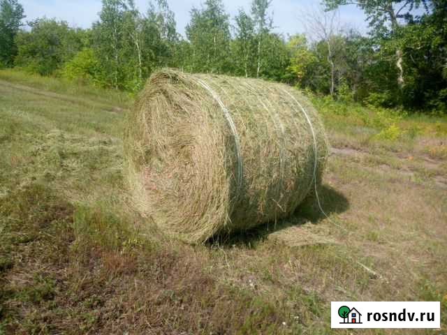 Сено в рулонах Славгород - изображение 1